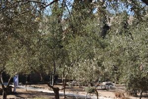 29 octobre Jardin de Gethsemani (8)